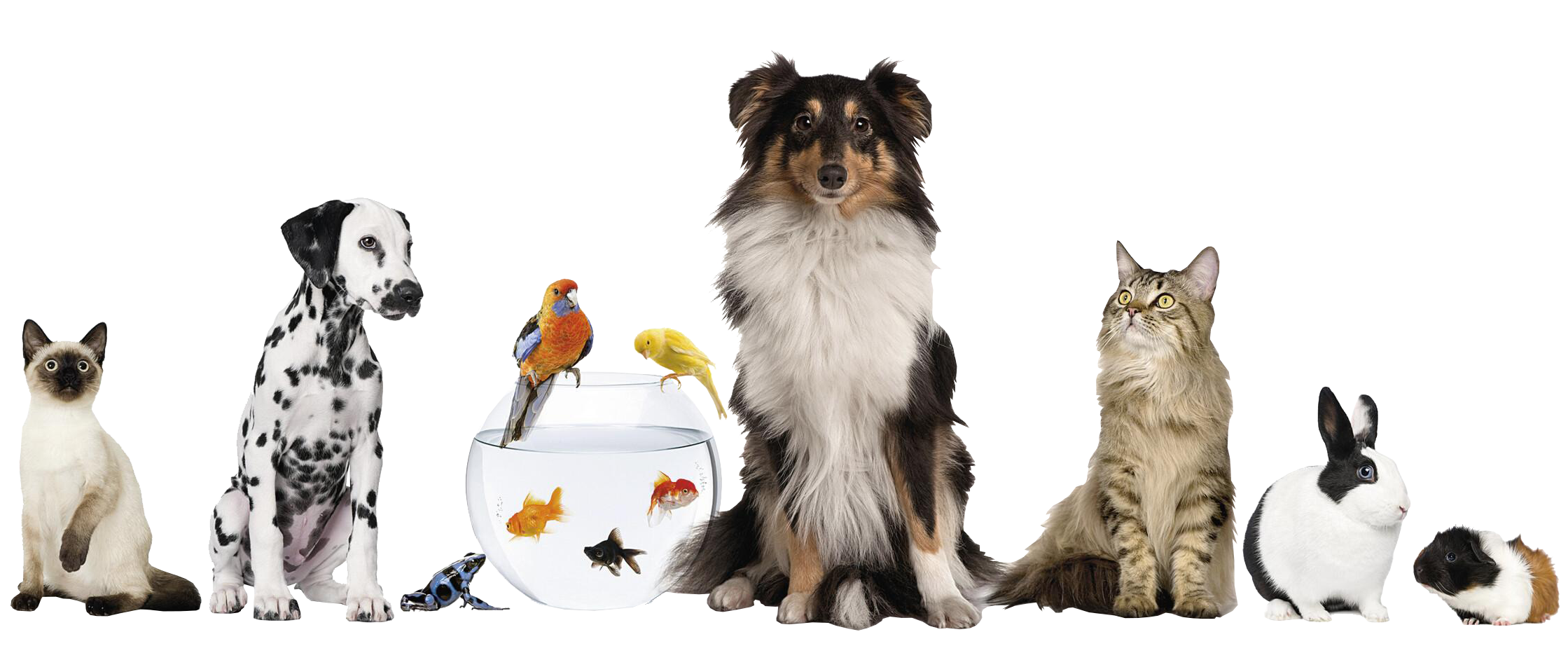 Tierarztpraxis Headerbild