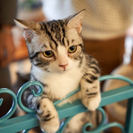 10 Tipps und Tricks für heiße Sommertage mit dem Hund